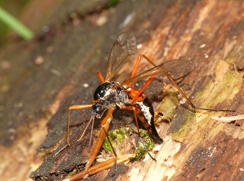 Tipulidae: Tanyptera (Tanyptera) atrata, femmina